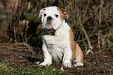 BULLDOG ANGLAIS 045